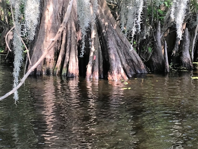 Look closely at the center of the Cypress roots, and you\'ll see some pink stuff. This is Apple Snail Eggs.