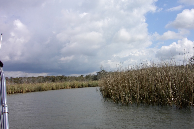 lookin for gators
