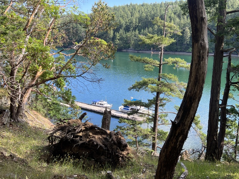 Looking at C-Traveler through the trees from the hiking path on Stuart Island
