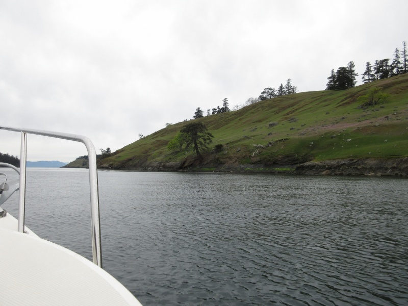 Looking North/West along Spieden island.  There were hundreds of exotic sheep grazing on this hill