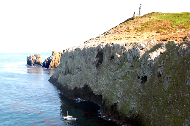 Looking over the anchorage from above the landing toward the light house.  If you look at the cliff carefully you'll see it's loaded with gulls.