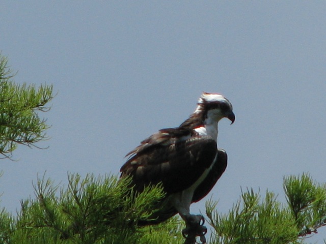 Looking over the Oklawaha River 4/09