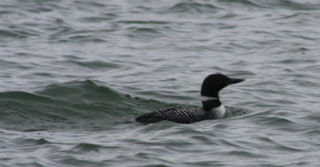 loon