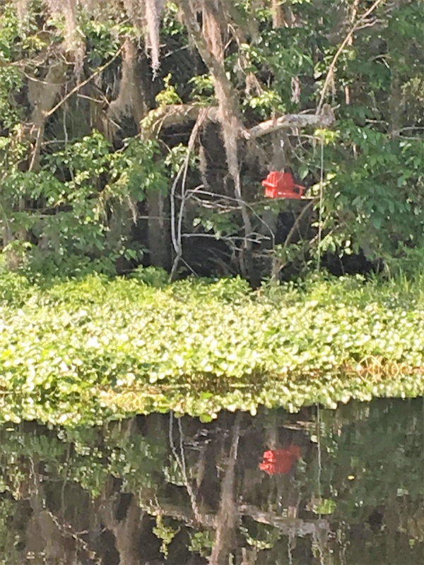 Lots of birdhouses hang along Blue Creek!