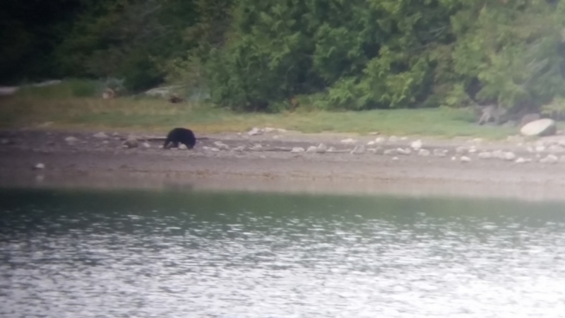 Lots of constant bear activity in Nimmo Bay with up to 6 on the shore at once, shore leave not allowed