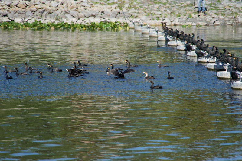 lots of cormorants.