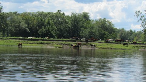 lots of cows along the way