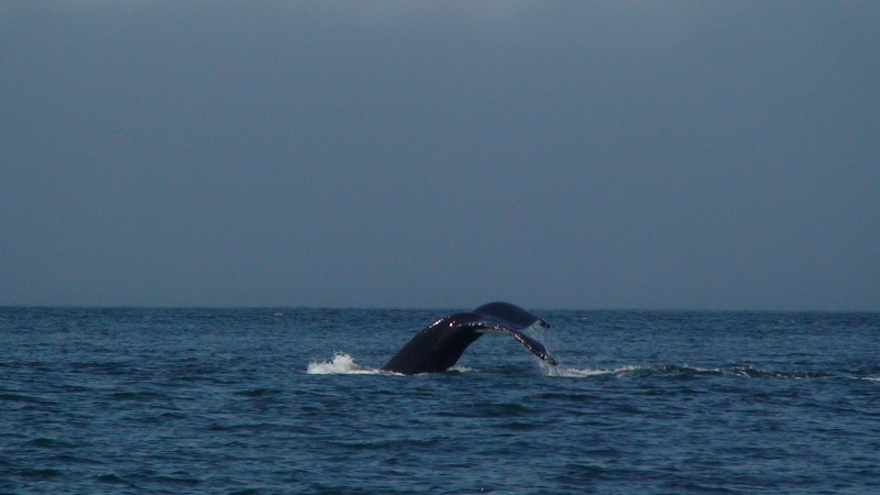 Lots of Humpbacks at Rivers Inlet this year.