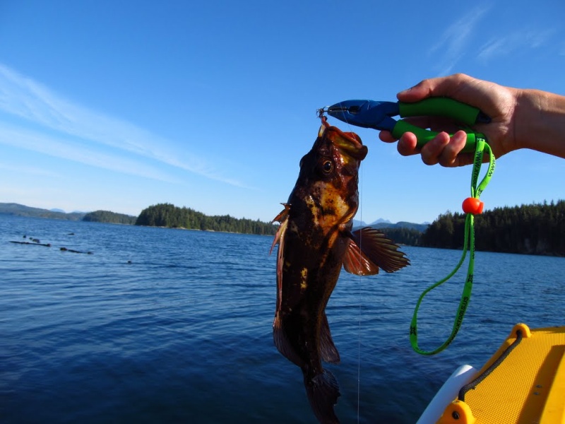 lots of rockfish