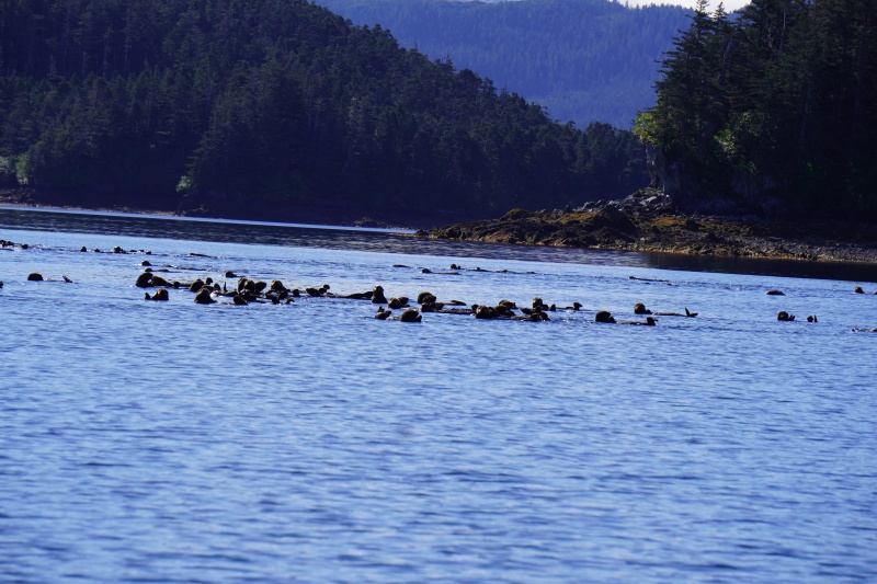Lots of sea otters