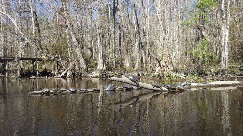 Lots of turtles on the Wakulla River.