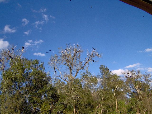 Lots of vultures gathering over head