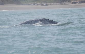 lots of whales near beach