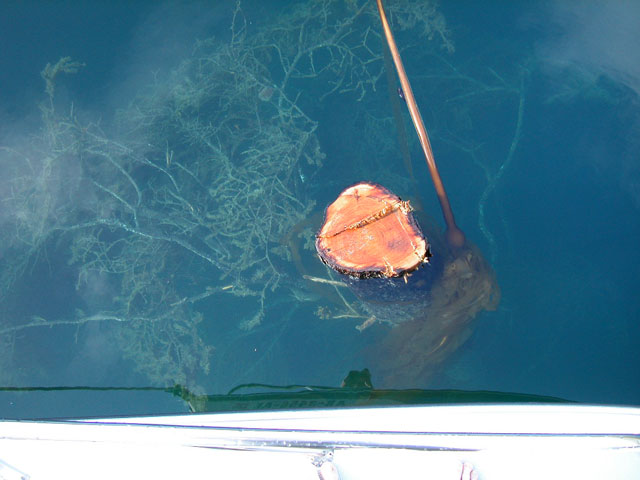 Louis Bay, Knight Island, 7-30-06, complete tree floating upside down next to Coho