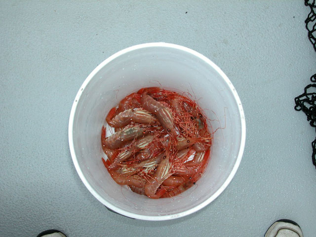 Louis Bay, Knight Island, 7-31-06, Spotted prawns for dinner