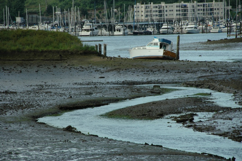 Low Tide - Gig Harbor