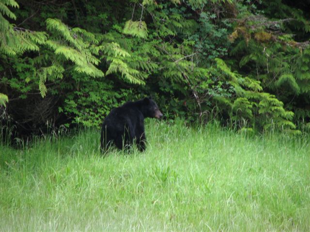 Lowe Bear2
