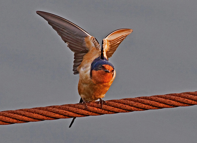 Lowly Barn Swallow - beautiful acrobat