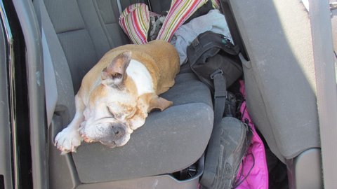 Lucy a 14 year old Bulldog back in the truck for the ride home. She does fine on our trips together in the boat but likes the back seat of the truck the best.