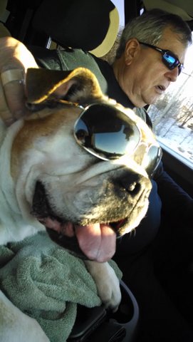 Lucy our 13 year old dog in travel mode