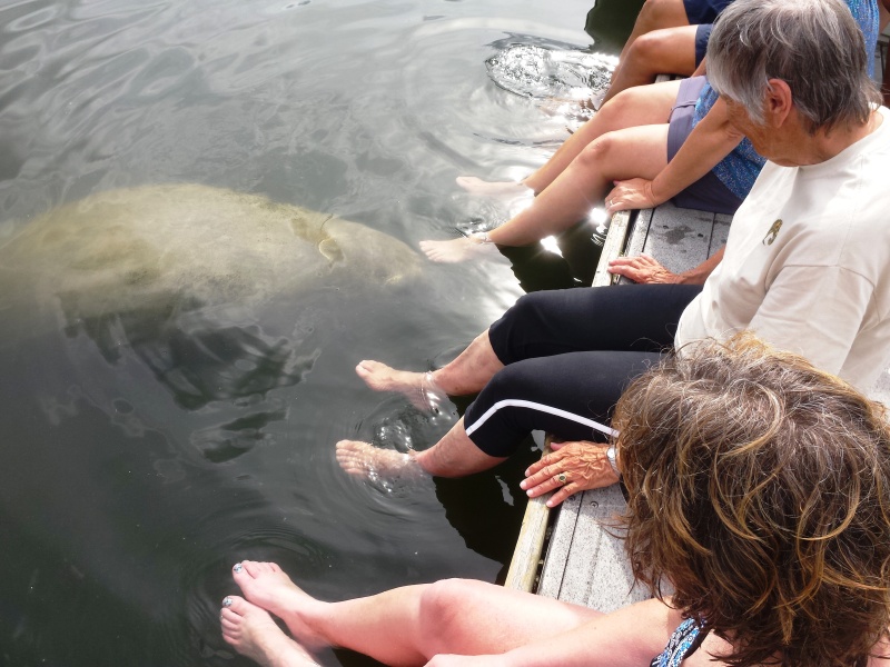 Made a friend at Deleon Springs.