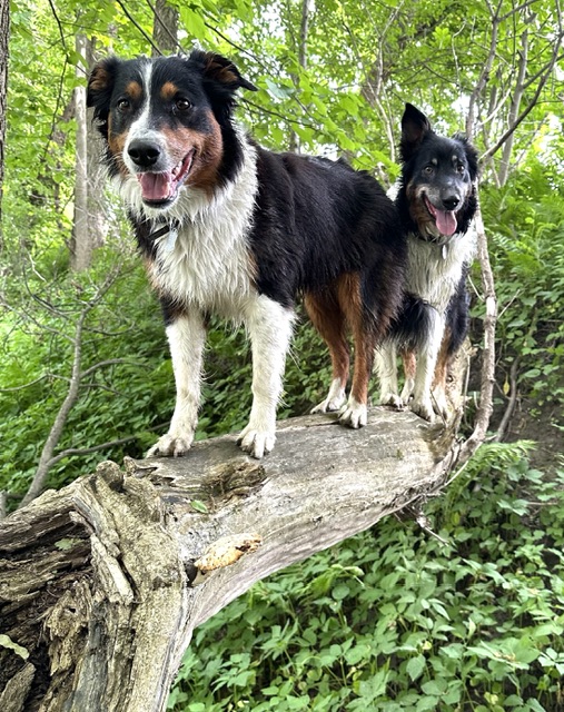 Madeline and Eloise, the C-Shepherds