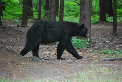 Male Black Bear, Taku Lodge