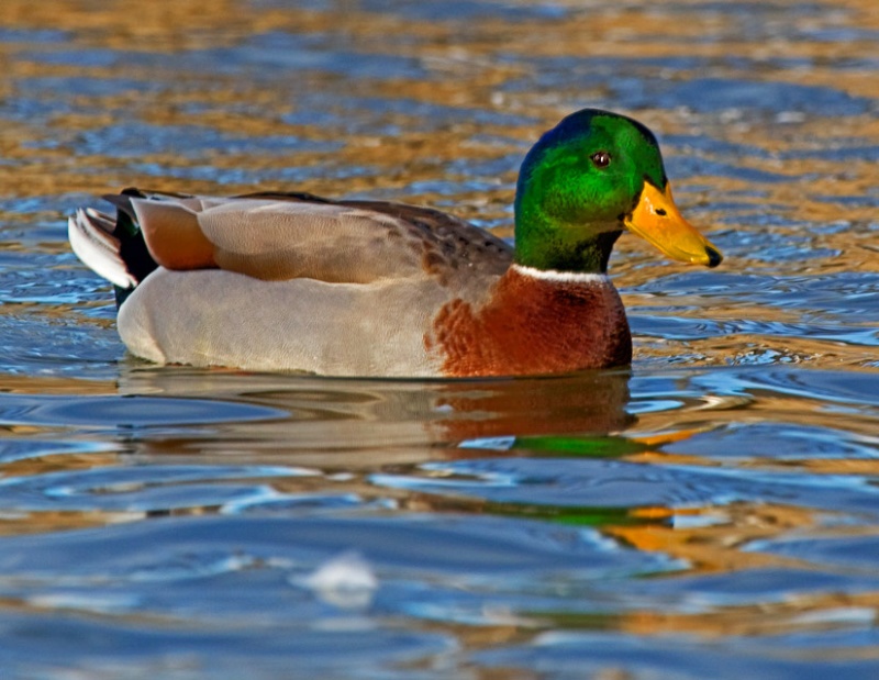 Mallard Beauty