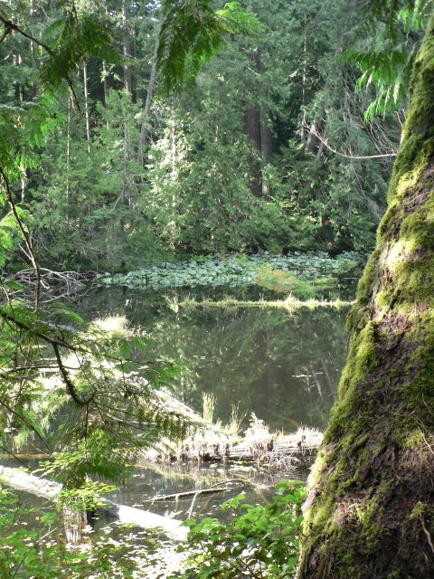 Mallard Lake, on Newcastle Island
