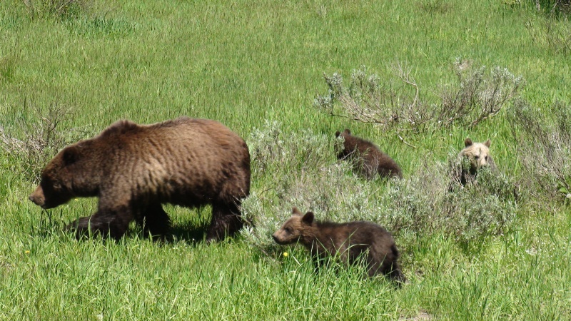 Mama Grizz & cubs along road very near Coulter Bay, Jackson Lake on our way to Yellowstone Lake.