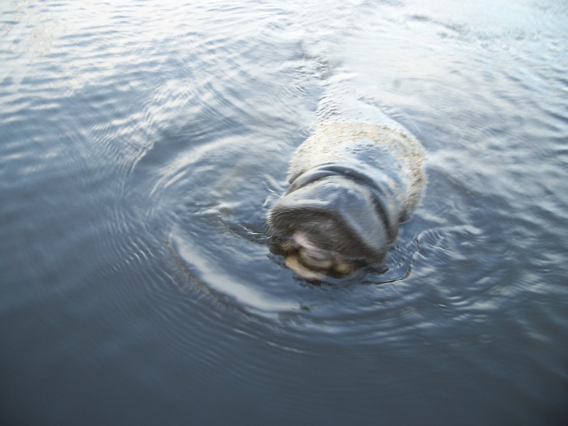 Manatee befriended us while anchored at end of old cement plant canal, ICW mm 809. Manatee moved a few feet away and went to sleep with back above water. A 10' gator swam to manatee, placed it's head on manatee's back and laid like that for a few minutes before swimming over to us to beg for food.