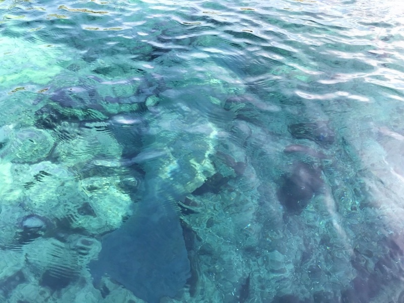 Manatee in Silver Glen Springs