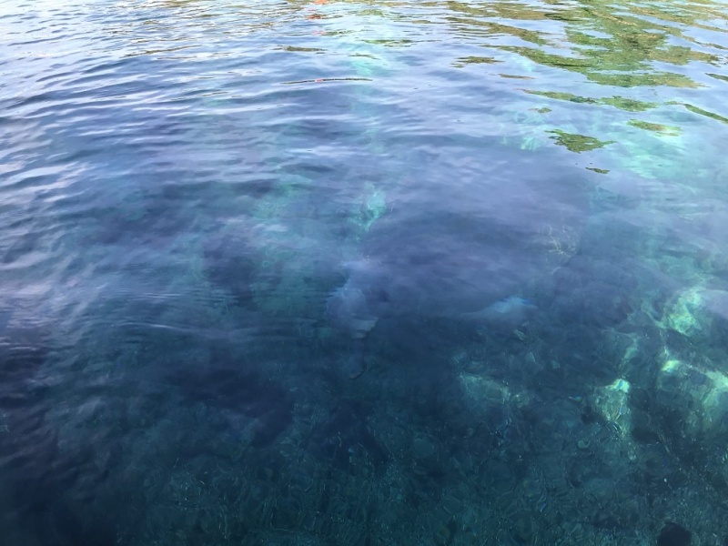 Manatee in Silver Glen Springs
