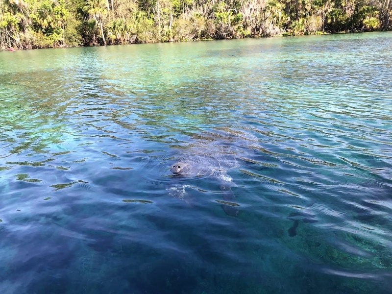 Manatee in Silver Glen Springs