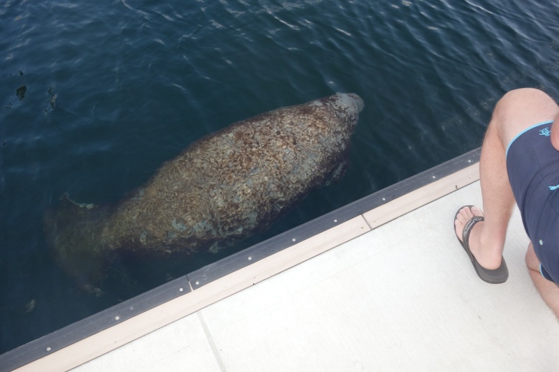 Manatee visiting our slip