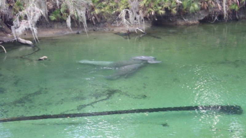 Manatees at Blue Springs