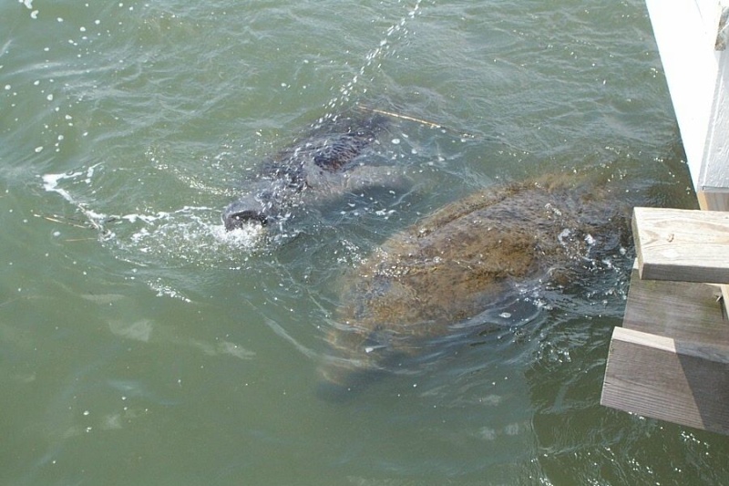 Manatee's drinking from fish cleaning table overflow