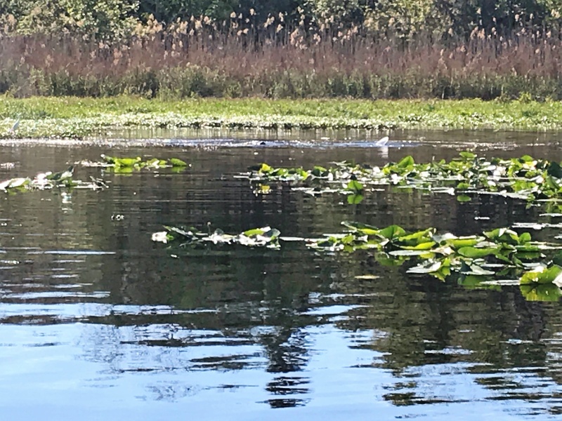 Manatees in Butchers Bend