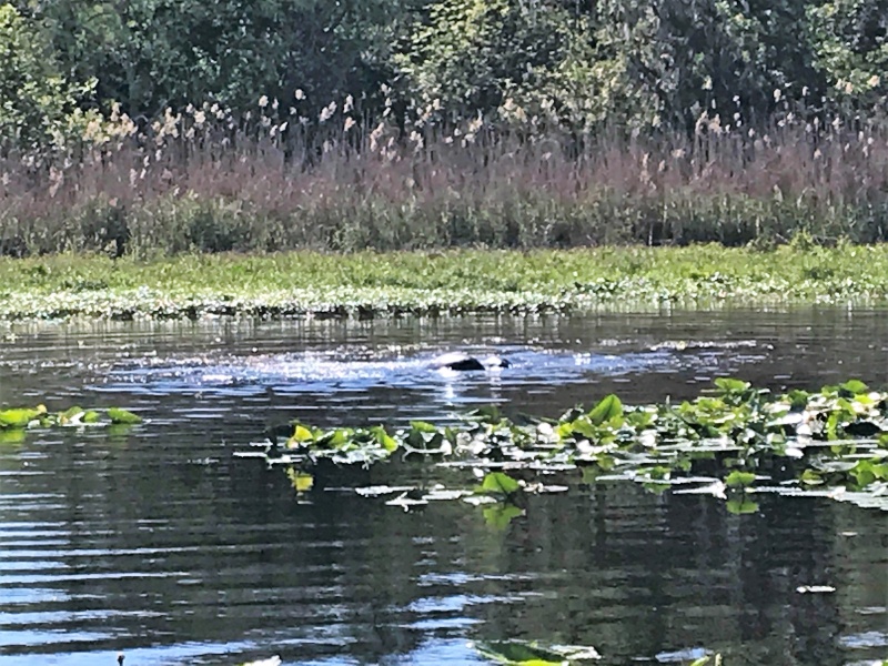 Manatees in Butchers Bend