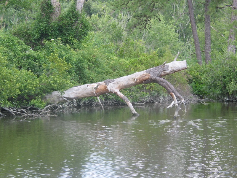 Many hazzards to navigation