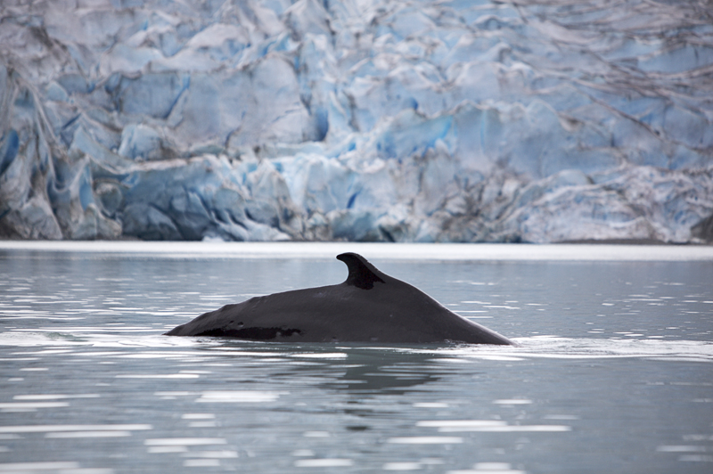 Minke whale in front of Reid Glacier, Glacier Bay NP, AK