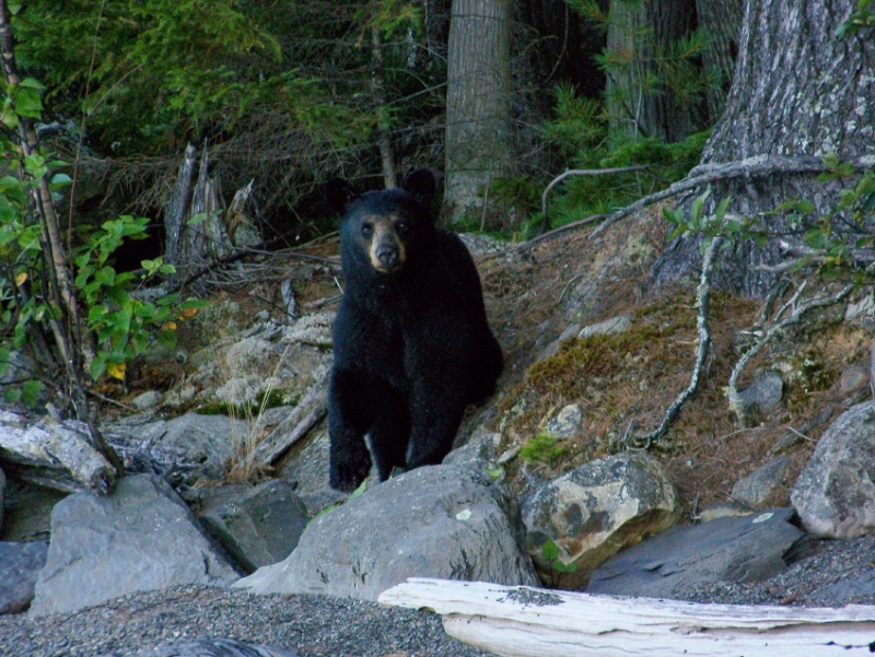 Miraculously, the fog clears to reveal a curious young black bear.