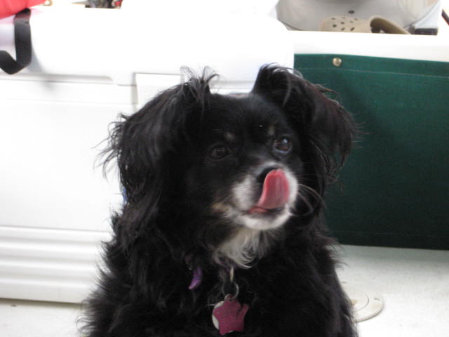 Miss Priss at Powell thinks about the fish for dinner!