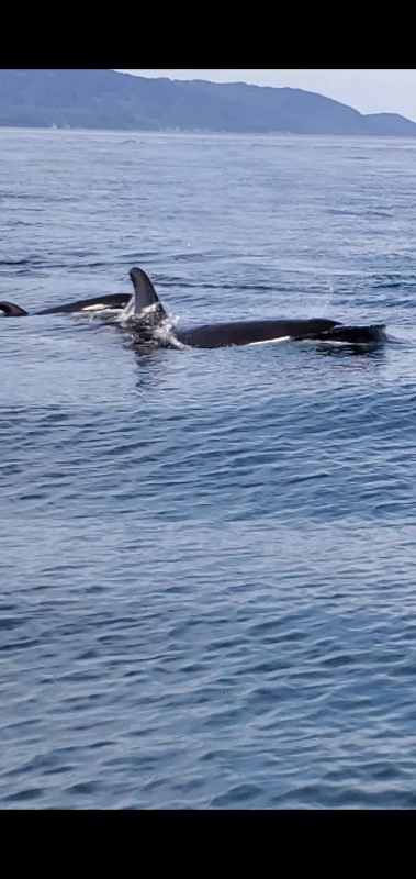 Mobbed by a pod of Orcas on the way in from Halibut fishing