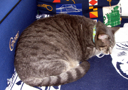 Molly asleep underway