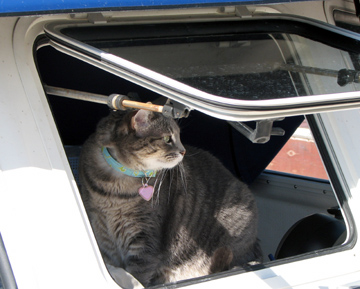 Molly out the windshield