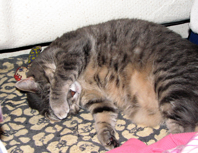Molly trying to sleep