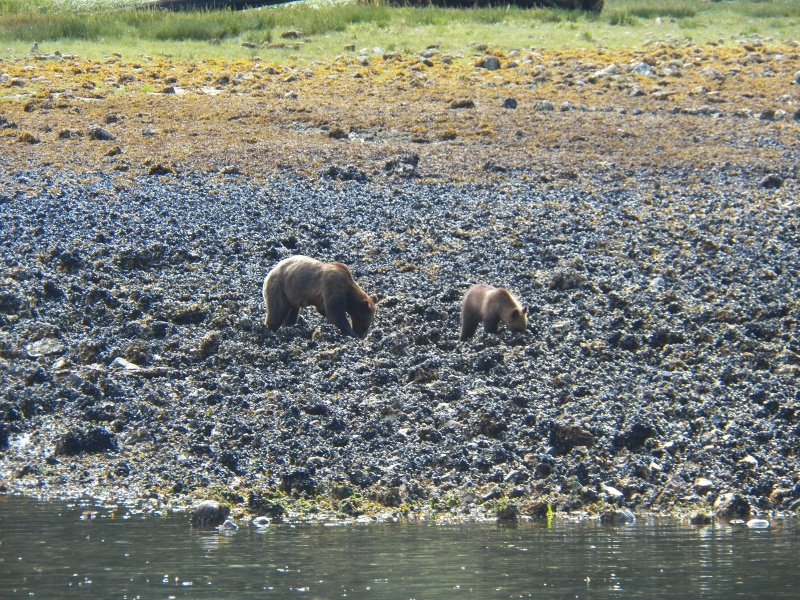 Mom and cub.