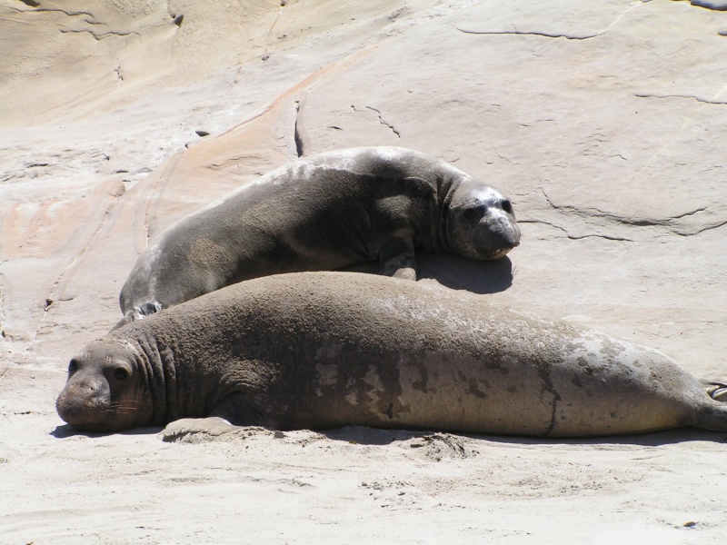 Mom and pup?