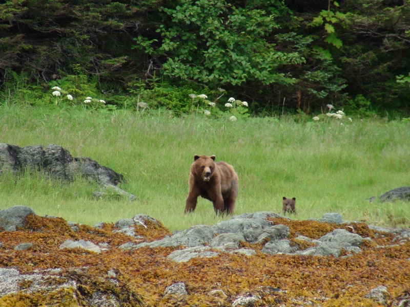 moma bear & one of three cubs sister lake